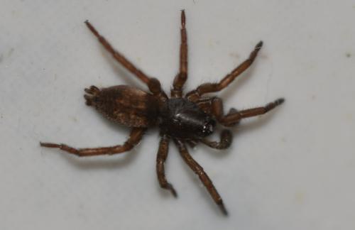 Réf. 275 627 : Haplodrassus sp.
